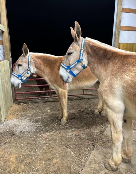 Hoover Mule Sale
